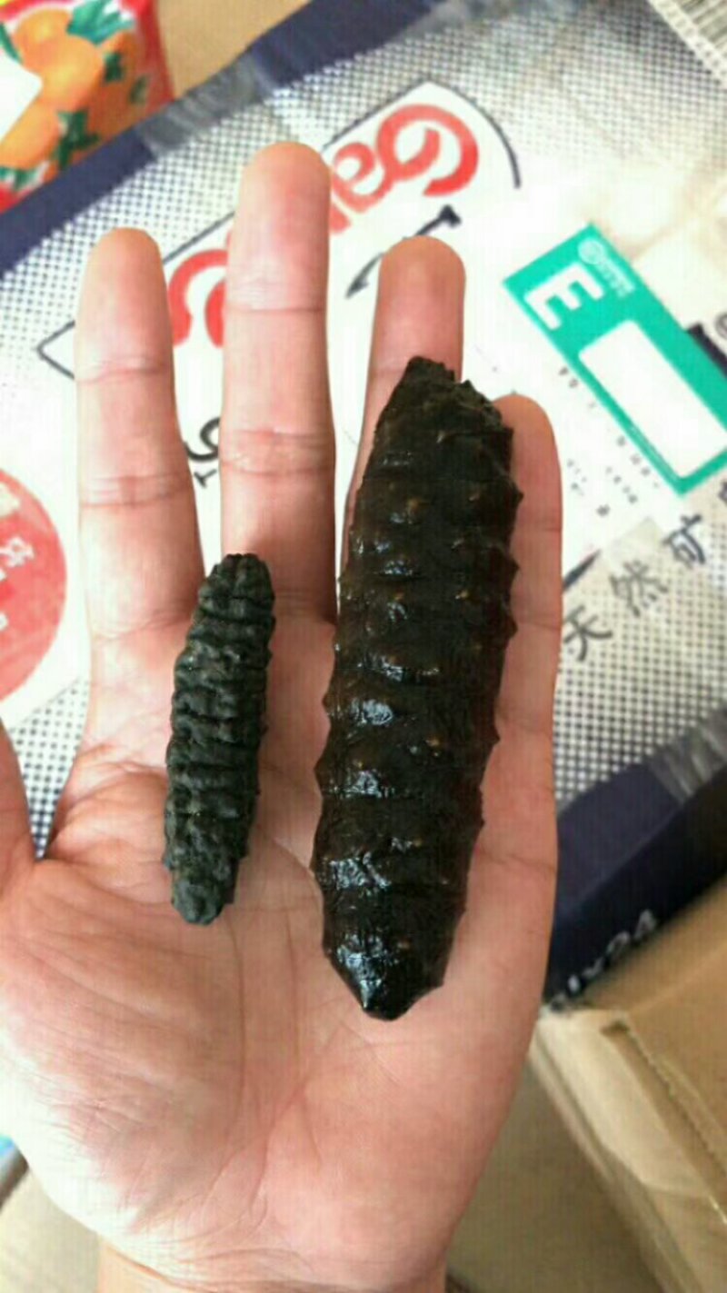 小海参