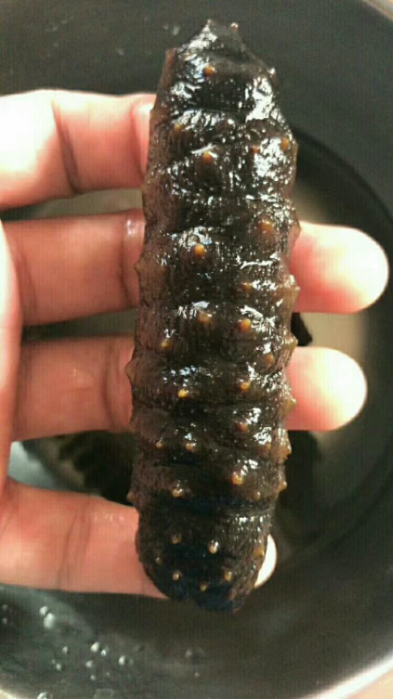 小海参