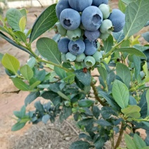 方圆百里无污染。