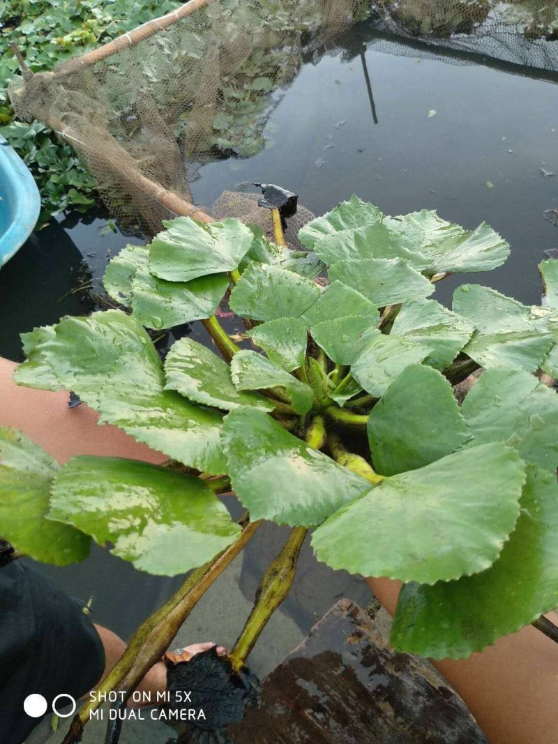 菱角种苗湖北黄冈种子种苗青菱角牛角菱角弯菱角