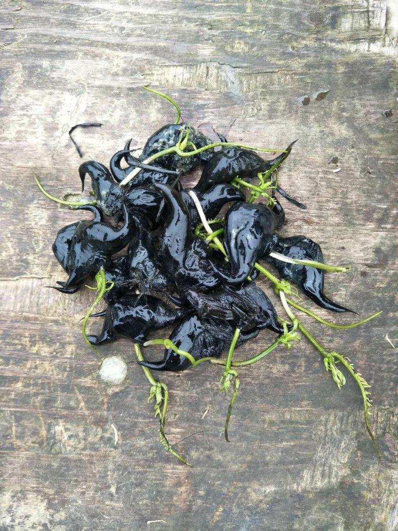 菱角种苗湖北黄冈种子种苗青菱角牛角菱角弯菱角