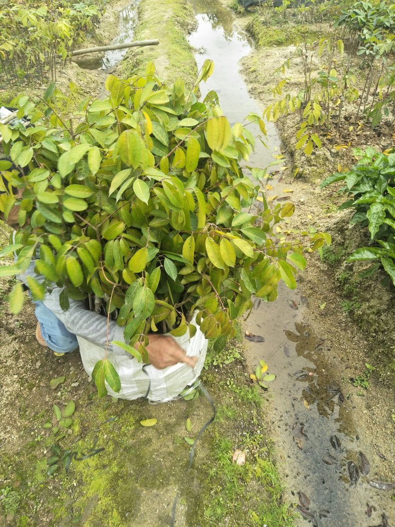 橄榄树苗(纯正品种三棯橄榄苗)原生苗嫁接(原土球发货)