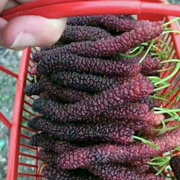 长果桑树苗