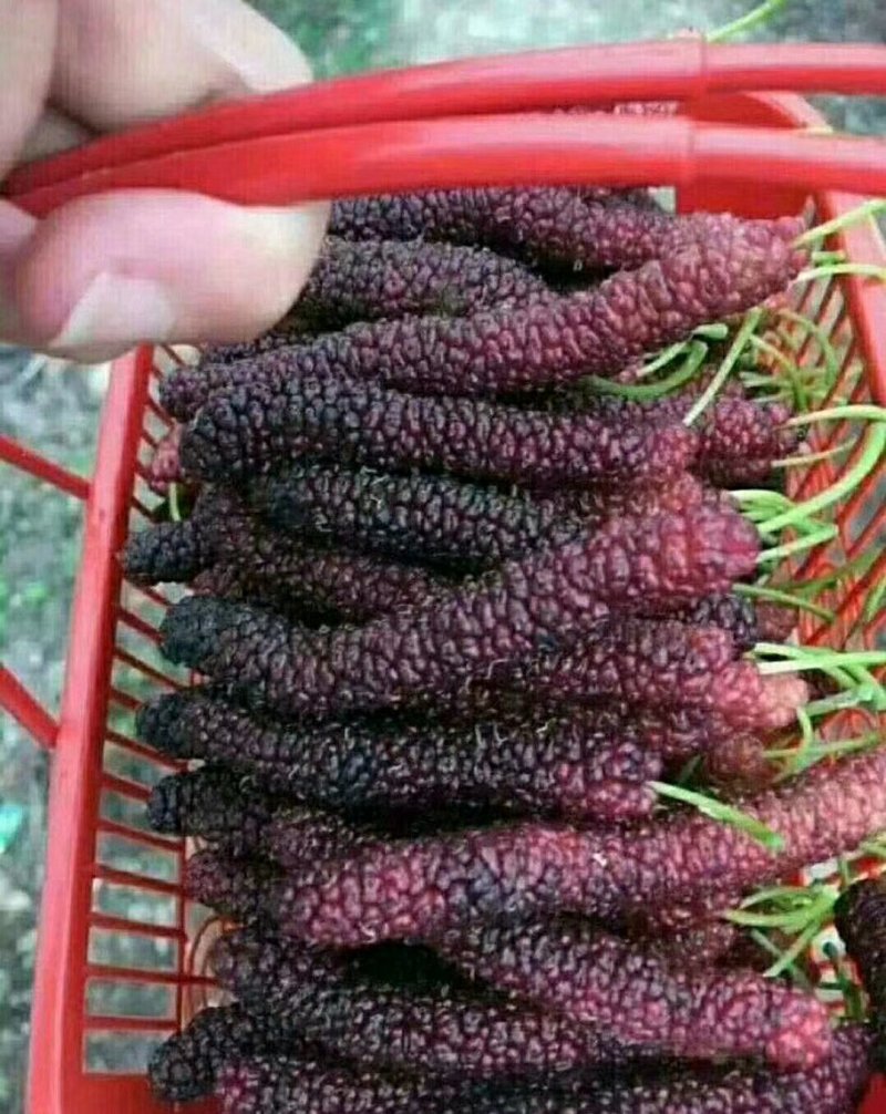 长果桑树苗