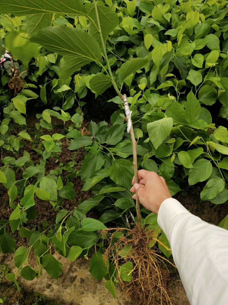 长果桑树苗