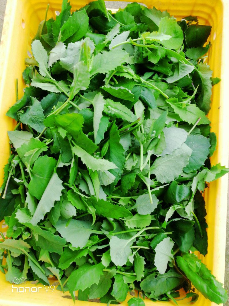 野菜配走山老鸡