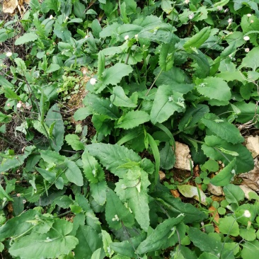 野菜配走山老鸡