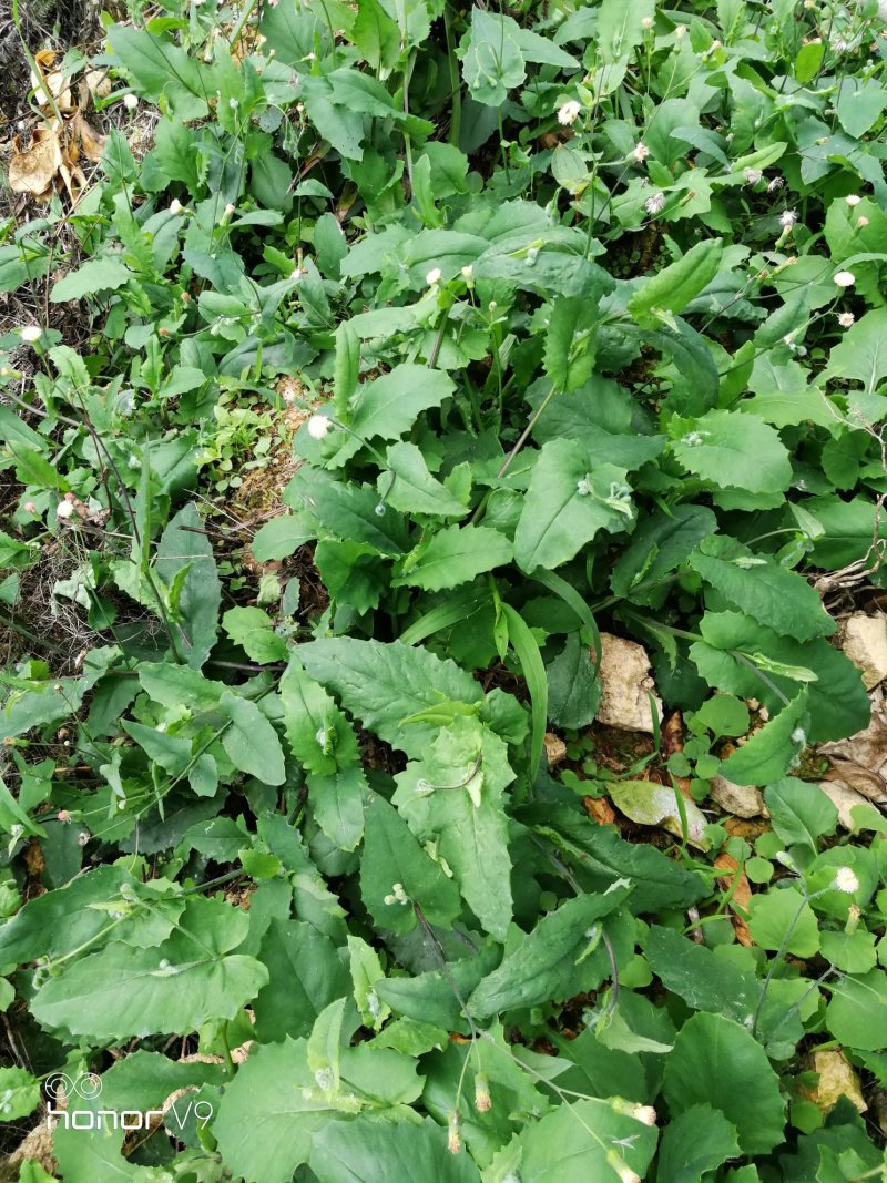 野菜配走山老鸡