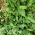 野菜配走山老鸡