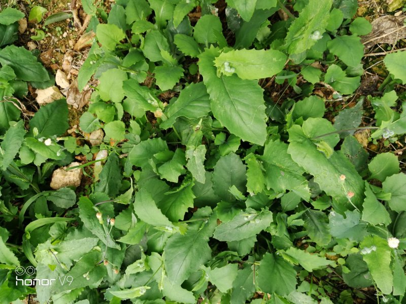 野菜配走山老鸡