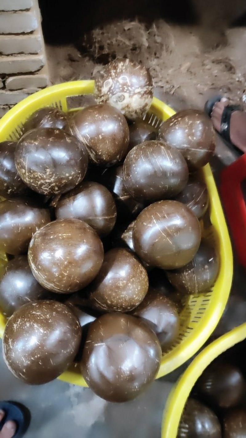 新鲜椰皇，大量生产，