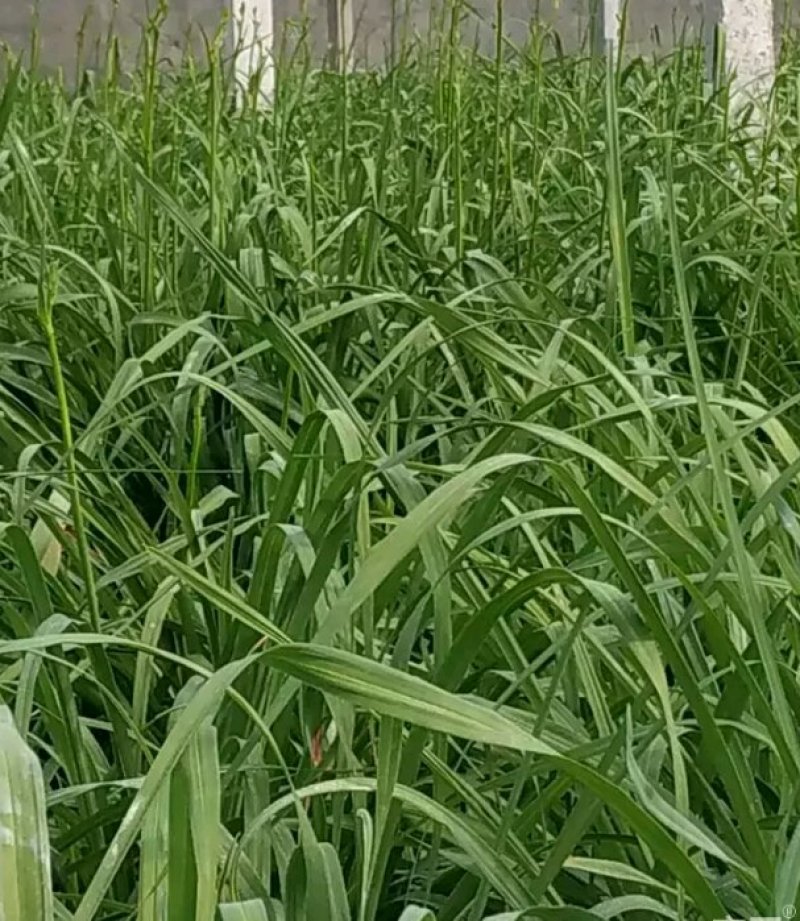 优质黄花菜鲜黄花菜，大量批发，散装，各种包装规格