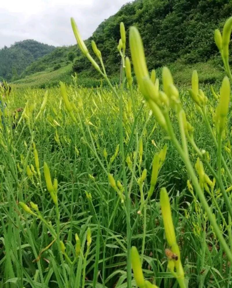 优质黄花菜鲜黄花菜，大量批发，散装，各种包装规格