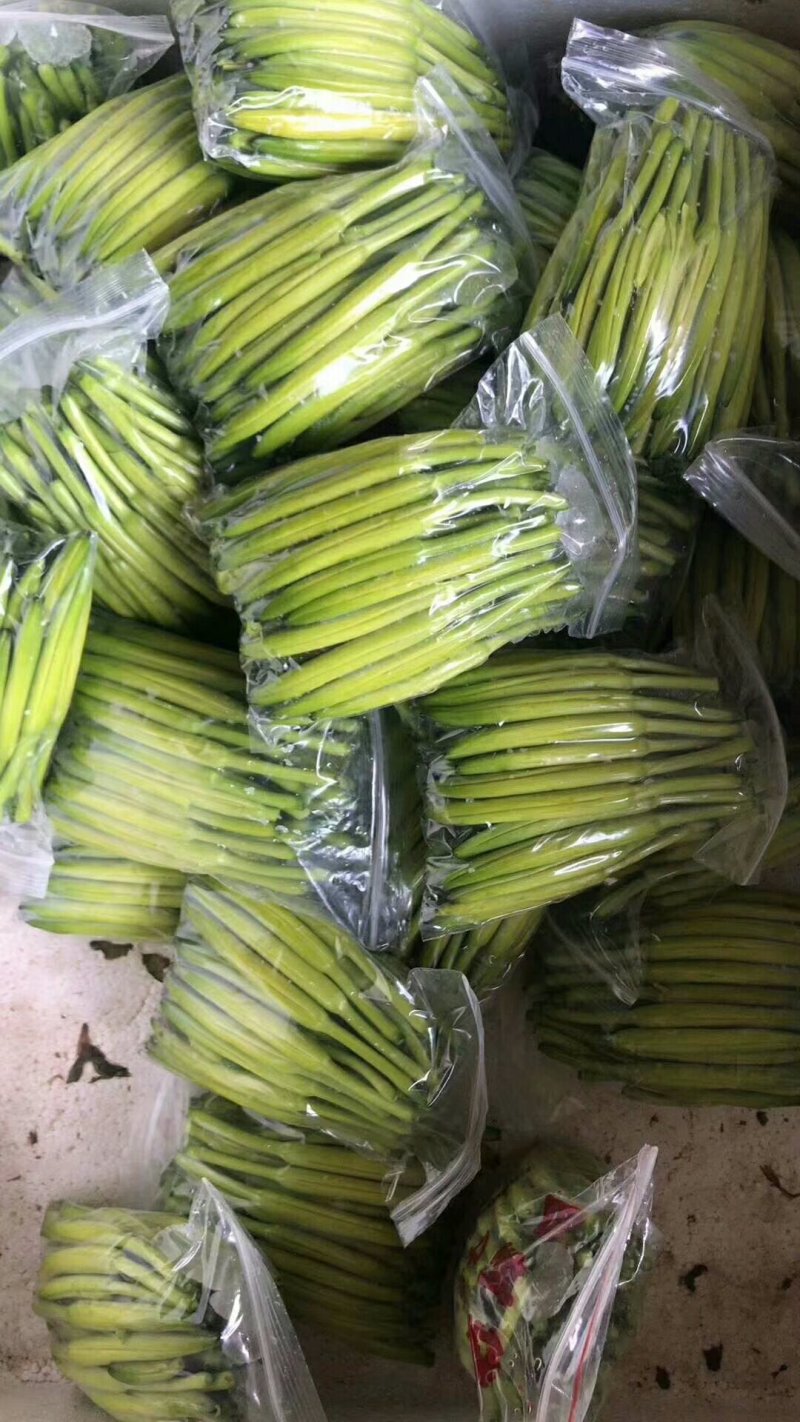 优质黄花菜鲜黄花菜，大量批发，散装，各种包装规格