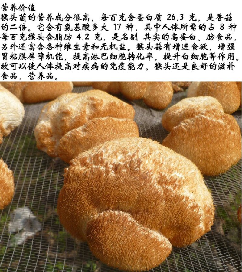 猴头菇山中珍品猴头菇干养胃猴头菇1斤包邮