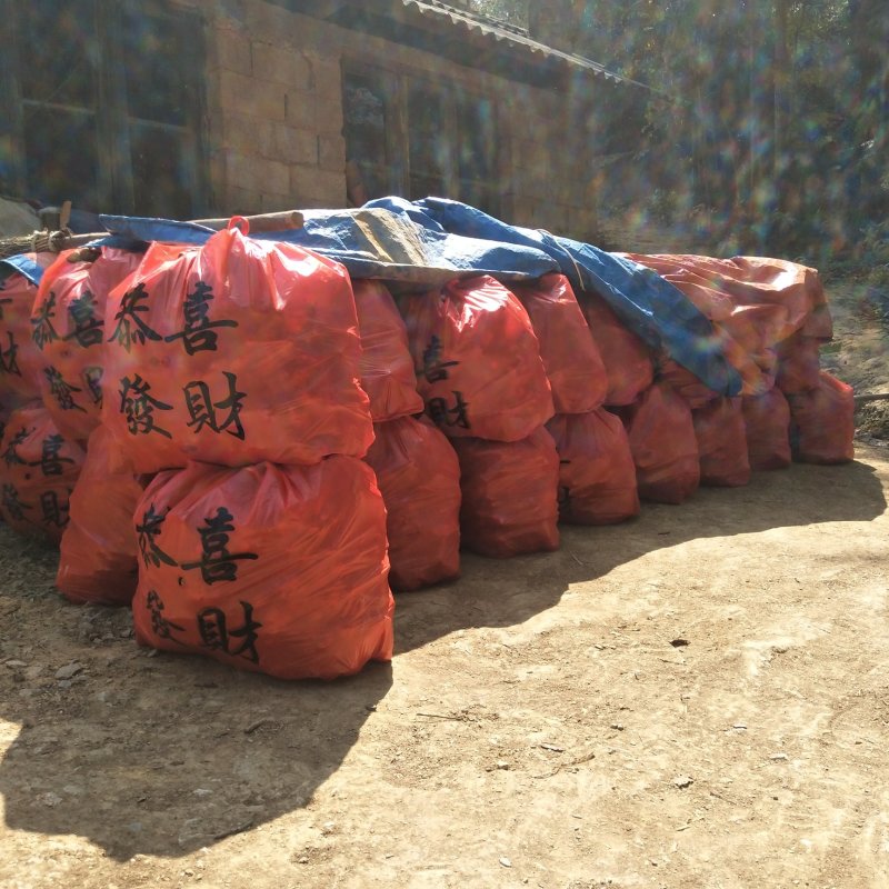 小黄姜，大量供应
