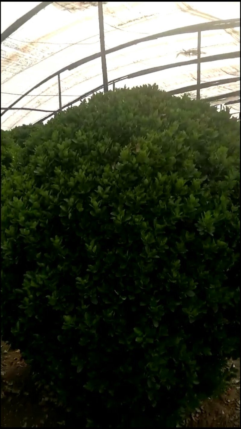 冬青球六十到二米的质优价廉规格全量大