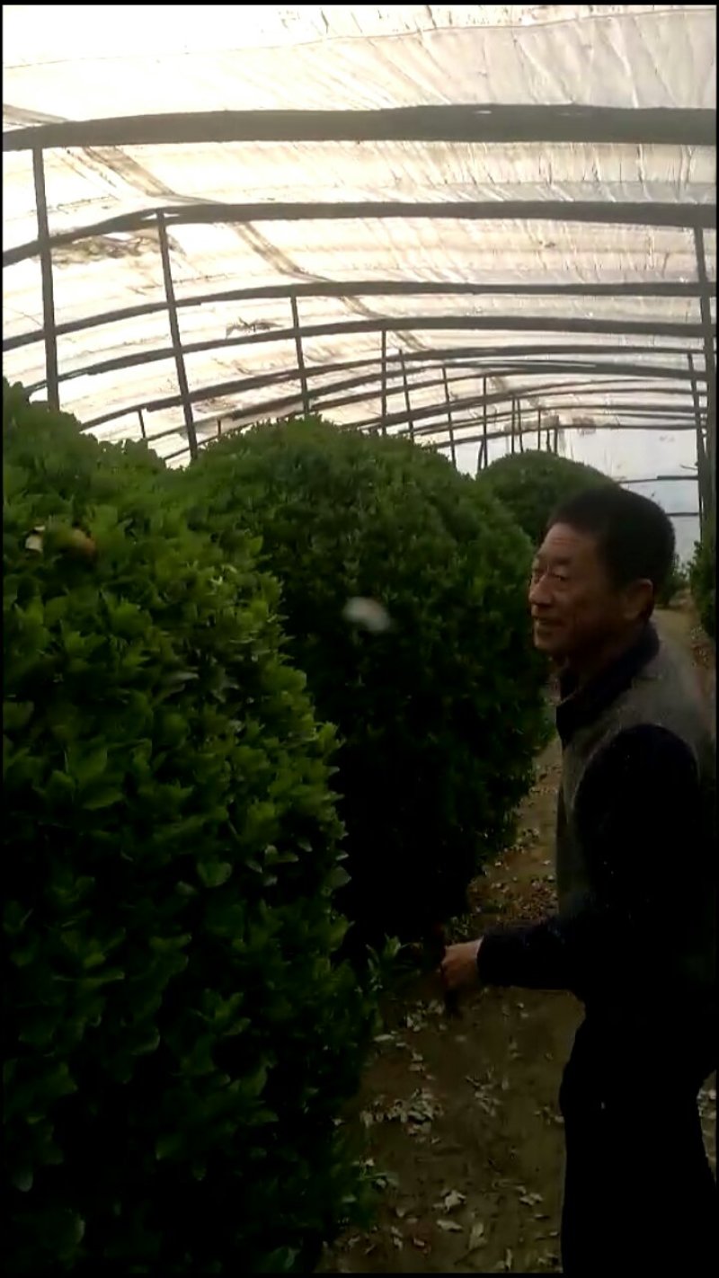 冬青球六十到二米的质优价廉规格全量大