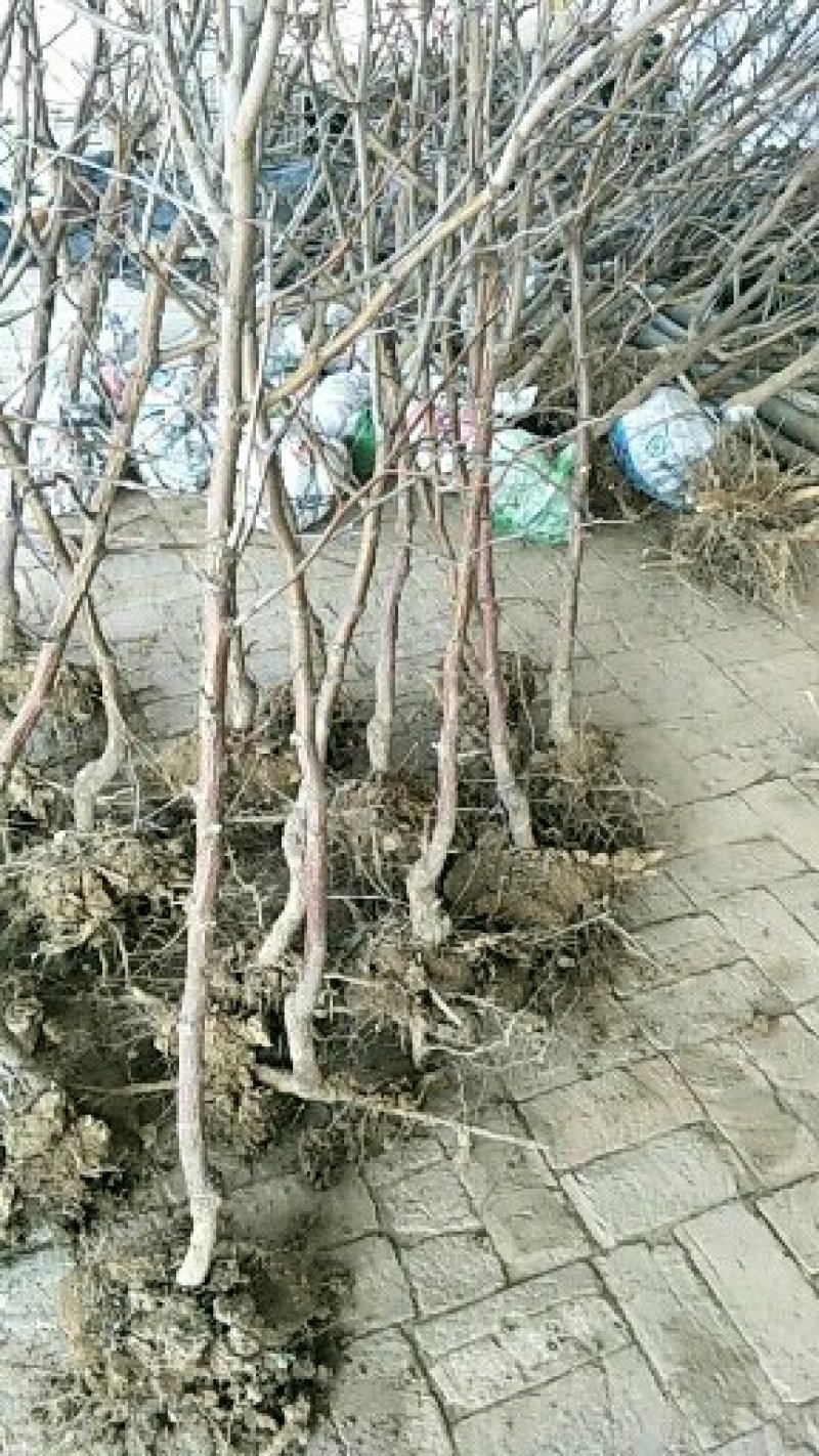 沾化一二代冬枣树苗现挖现发包成活品种纯正