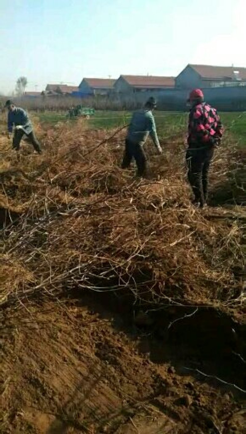 沾化一二代冬枣树苗现挖现发包成活品种纯正