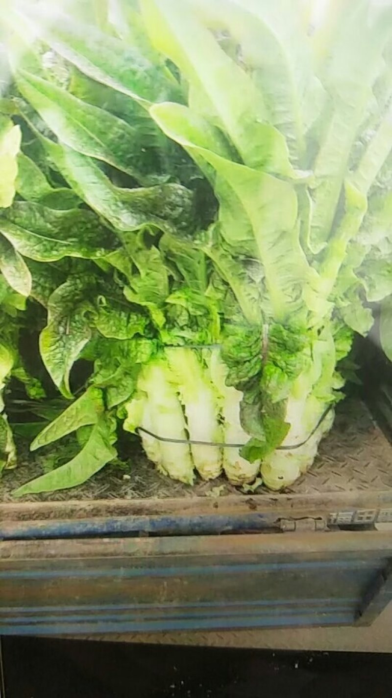 安徽精品莴苣红莴笋品质好价格优欢迎联系合作共赢