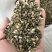 墨西哥玉米草种子5斤/亩，春夏季播种