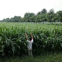 墨西哥玉米草种子5斤/亩，春夏季播种