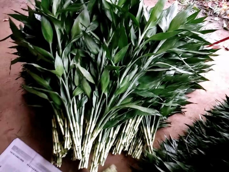 富贵竹中竹曹先生种植