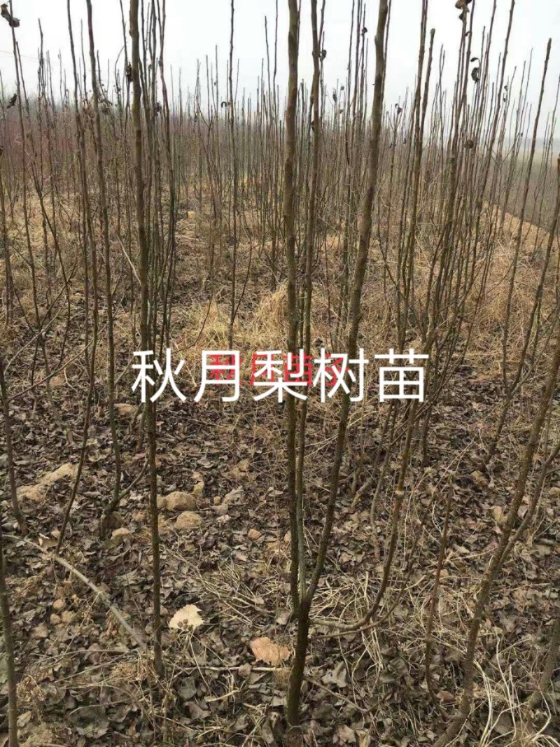 2年生秋月梨树苗，杜梨根系，挂小树帽，栽种第二年挂果