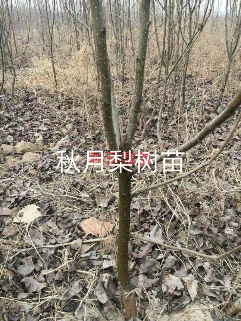 2年生秋月梨树苗，杜梨根系，挂小树帽，栽种第二年挂果