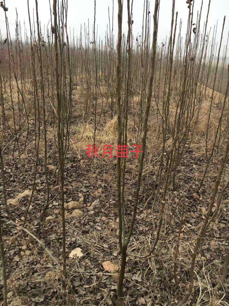 2年生秋月梨树苗，杜梨根系，挂小树帽，栽种第二年挂果