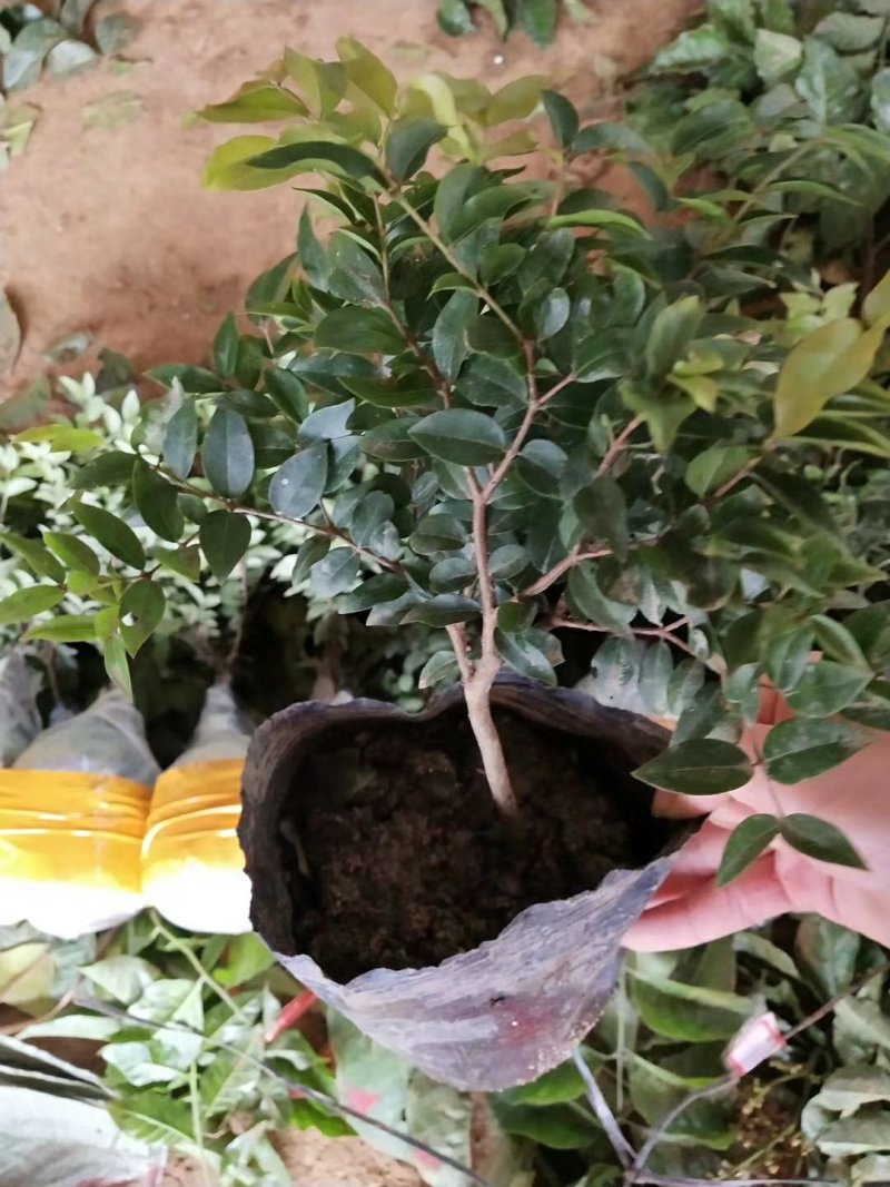 嘉宝果树苗