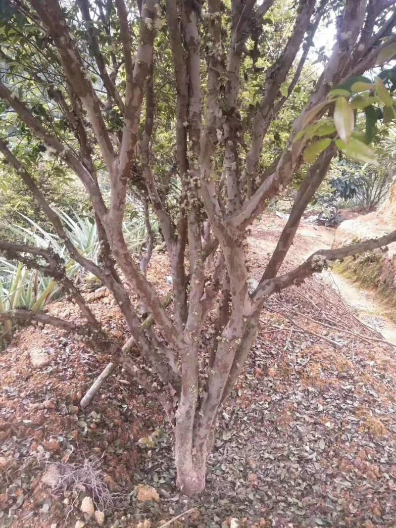 嘉宝果树苗