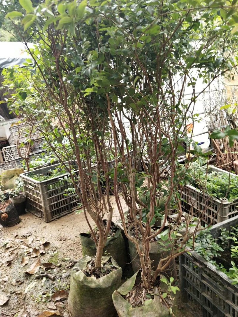 嘉宝果树苗