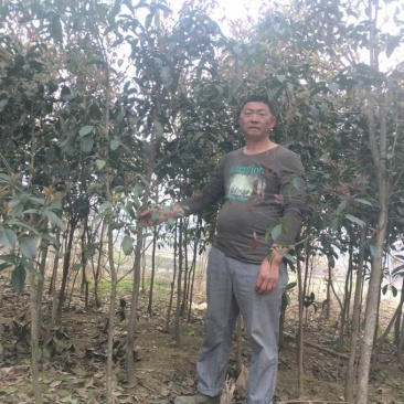 桂花树2到4公分的
