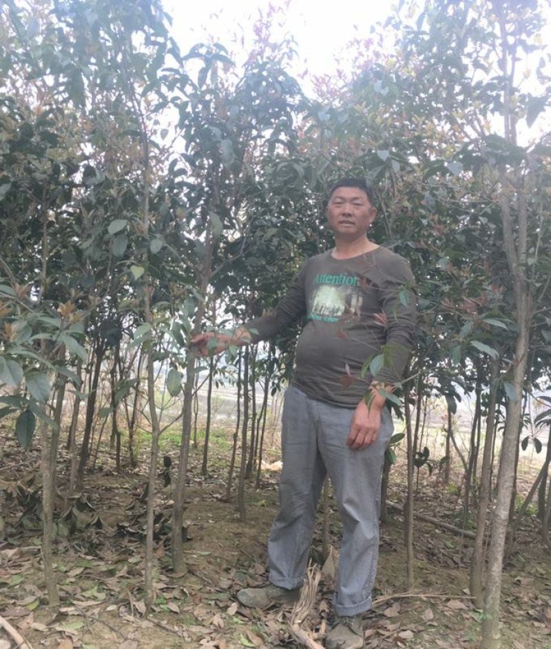 桂花树2到4公分的