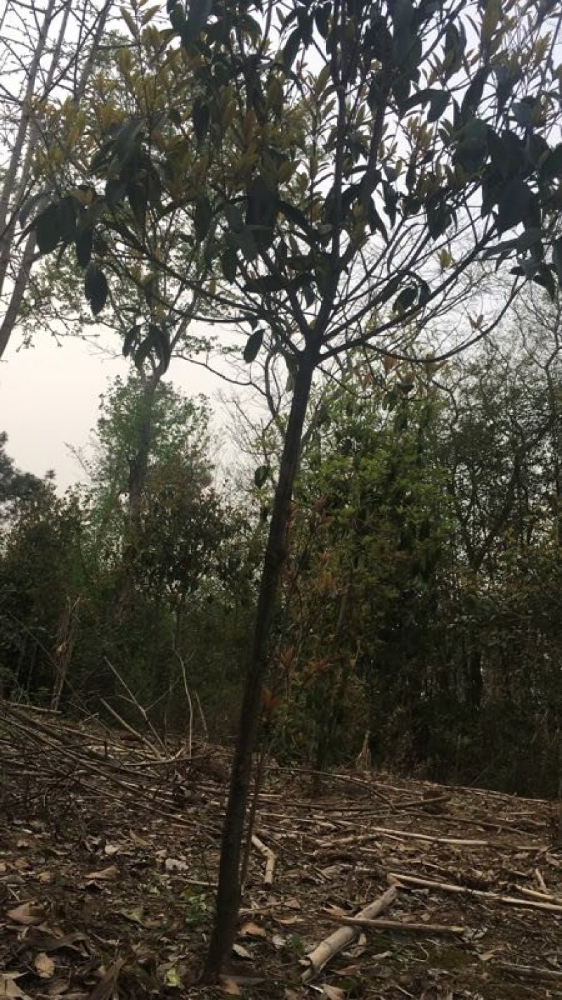 桂花树2到4公分的