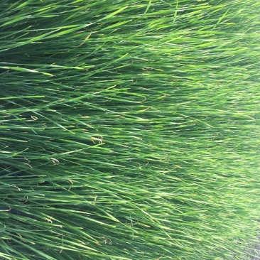 香蒲水生植物基地直销物美价廉