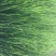 香蒲水生植物基地直销物美价廉