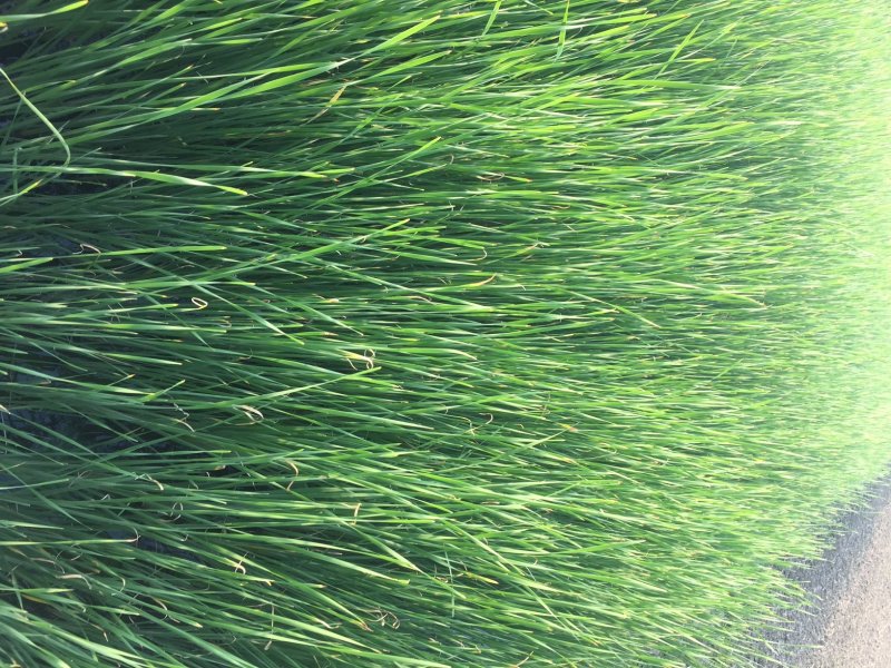 香蒲水生植物基地直销物美价廉