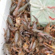 湖北荆州小龙虾大产地，盛产地。有稻田虾，湖虾塘虾。