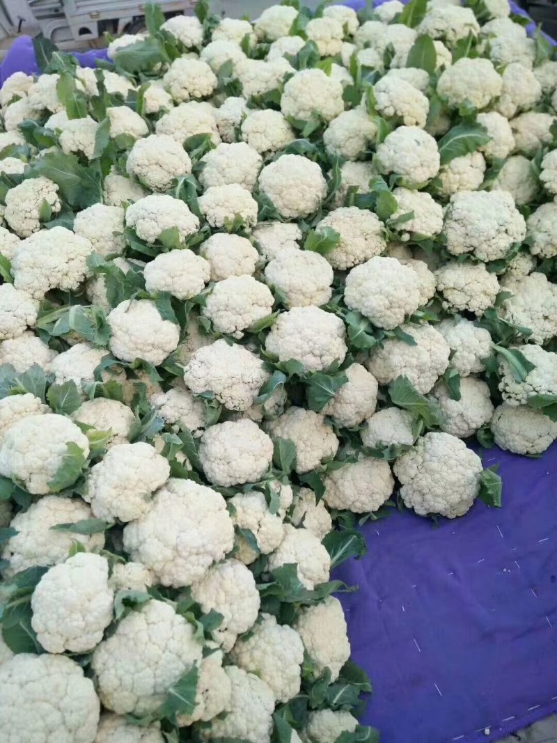 白面青梗松花/山东松花菜/产地货源/供应电商，市场团购