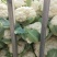 白面青梗松花/山东松花菜/产地货源/供应电商，市场团购