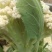 白面青梗松花/山东松花菜/产地货源/供应电商，市场团购