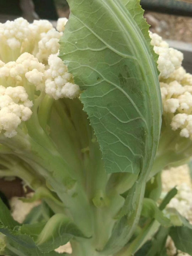 白面青梗松花/山东松花菜/产地货源/供应电商，市场团购