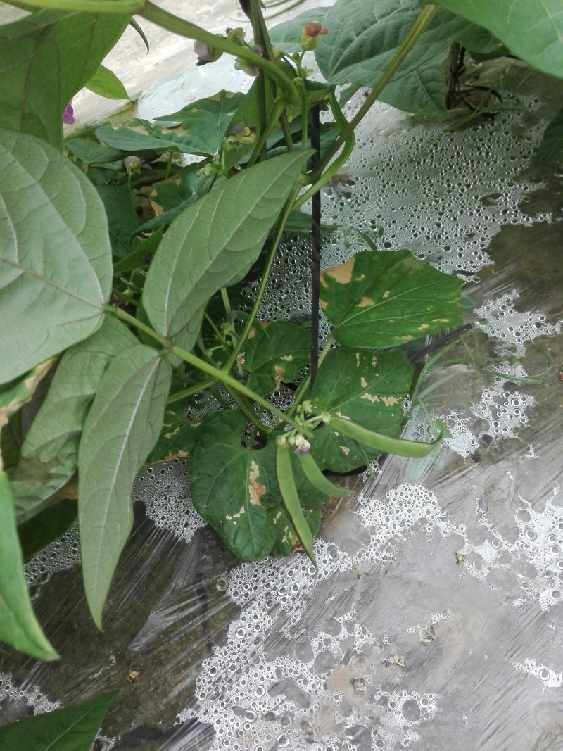 油豆角即将上市，