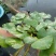 菱角种苗湖北黄冈大别山区新鲜种子