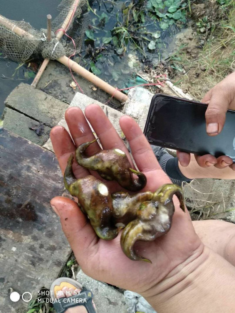 菱角种苗湖北黄冈大别山区新鲜种子