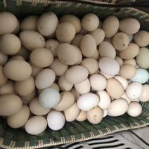 鹊山鸡蛋野鸡蛋