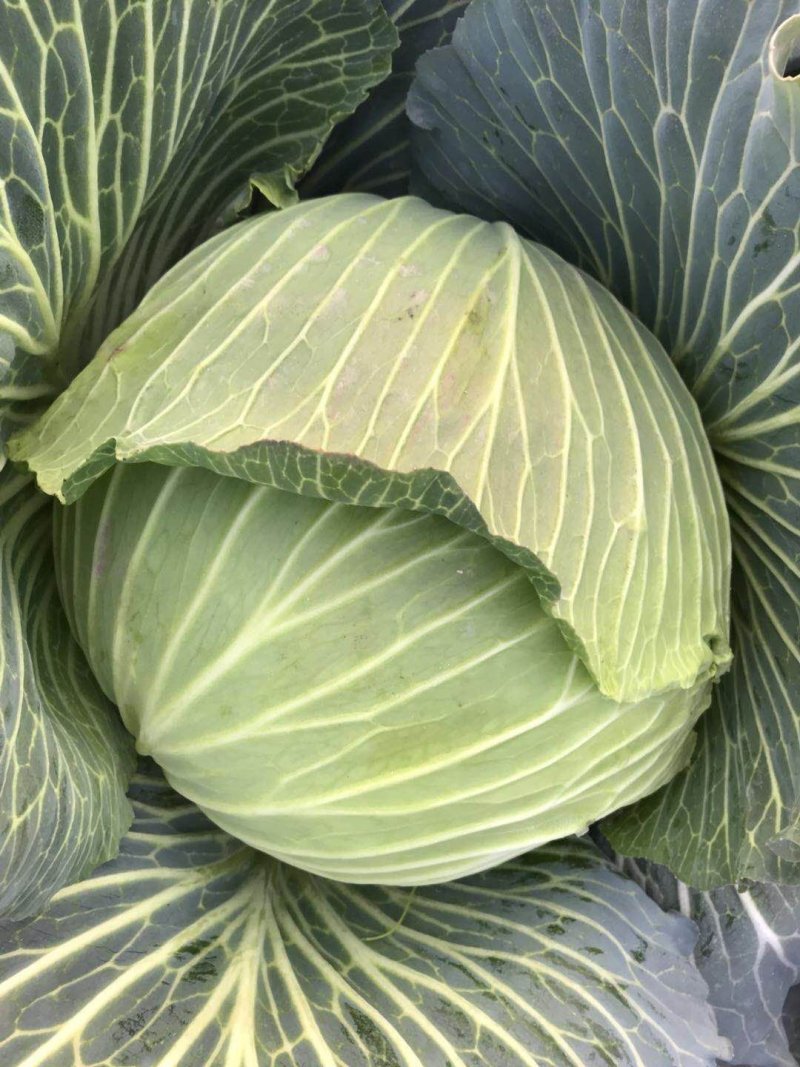 包菜